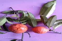 Salacia malabarica